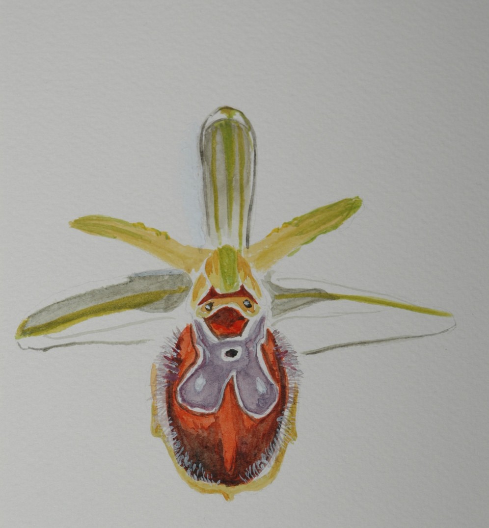 corso di disegno naturalistico 9 lezione